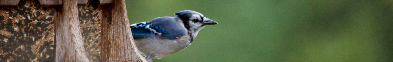 Feeders