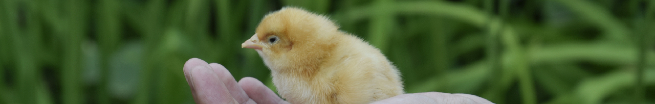 Small Animals