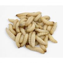 The Bug Company Pre Packaged live wax worms 250 count, WW