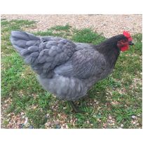 Sapphire Gem Pullets, SPGP