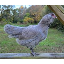 Ameraucana Pullets, ARP