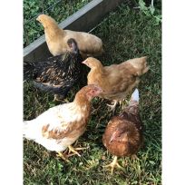Prairie BlueBell Egger Pullets, PBEP