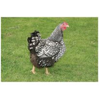 Silver Laced Wyandotte Pullets, SLP
