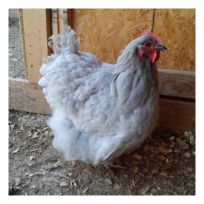 Lavender Orpington Pullets, LOP
