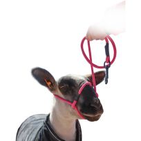 Sullivan Supply® Sheep/Goat Halter with Snap Lead, SHSL, Black / Red, 38 IN