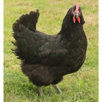 Black Australorp Pullets, BAP