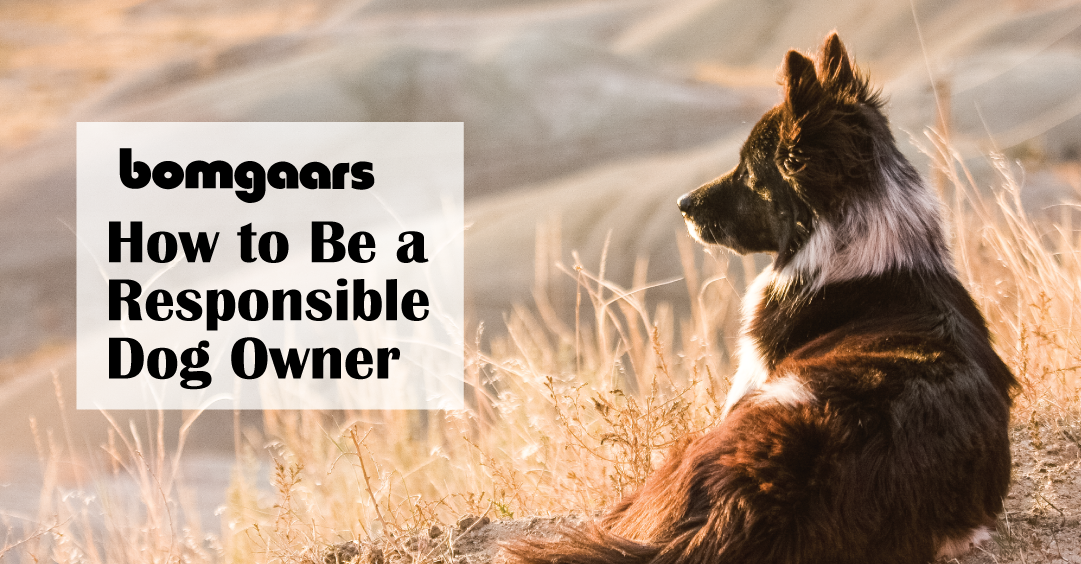 How to Be a Responsible Dog Owner