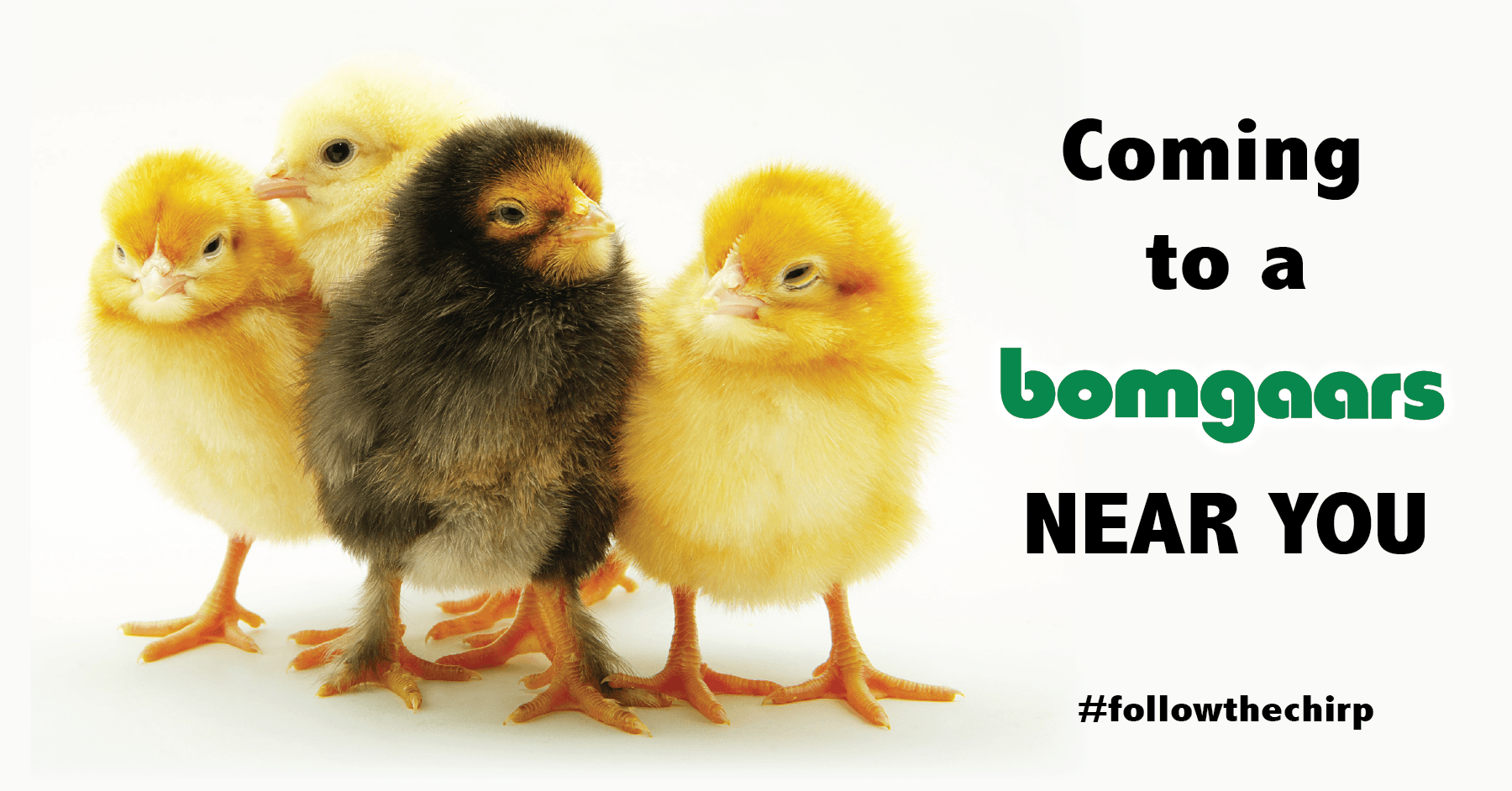 New Chicks are coming to a Bomgaars near you