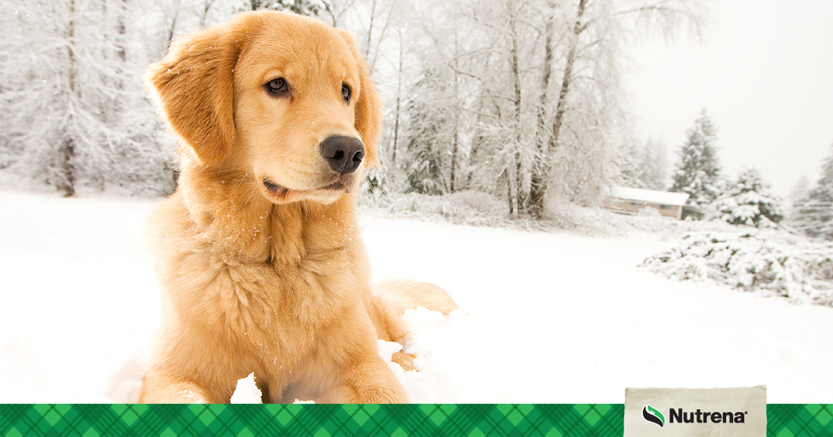 Pet Cold Weather Safety  | Cargill