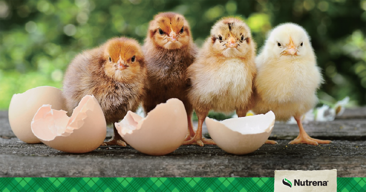 What’s Inside Counts: More Than Protein for Happy, Healthy Chicks 