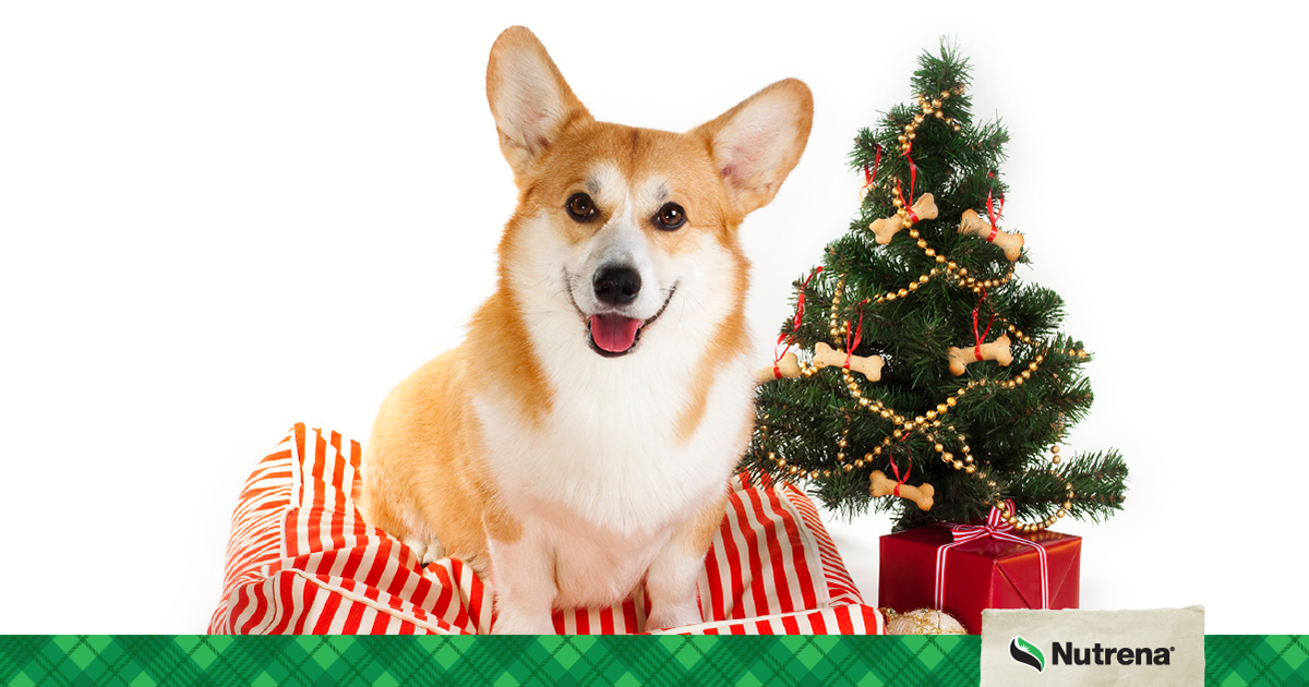 Holiday Pet Safety