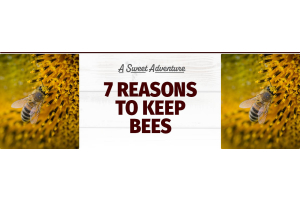 Top 7 Reasons to Start Beekeeping