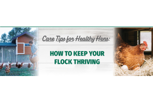 Care Tips for Healthy Hens: How to Keep Your Flock Thriving