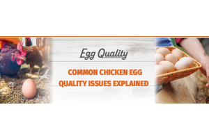Common Chicken Egg Quality Issues Explained