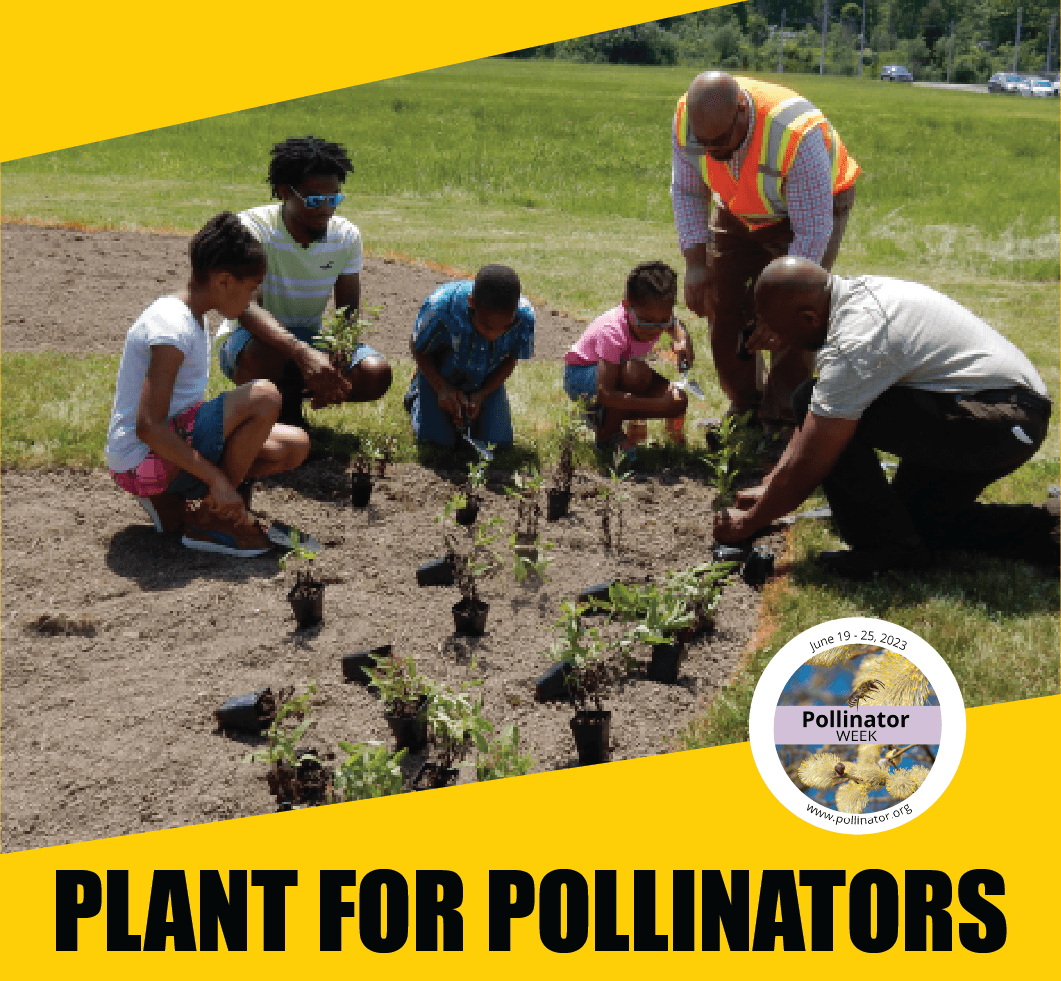 Plant for Pollinators Plant for Pollinators