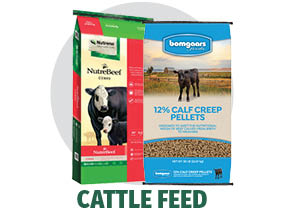 Cattle Feed Cattle Feed