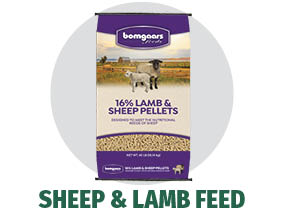 Sheep & Lamb Feed Sheep & Lamb Feed