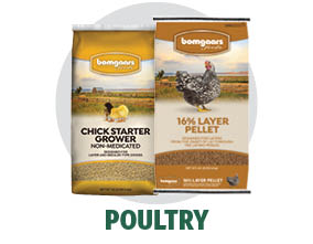 Bomgaars Feed Poultry Feed