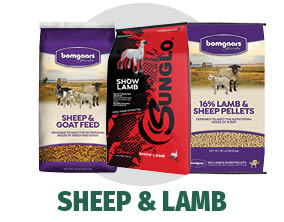 Shop Bomgaars for Sheep & Lamb Feed Shop Bomgaars for Sheep & Lamb Feed