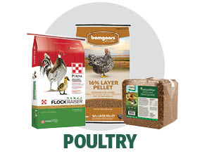 Shop Bomgaars for Poultry Feed Shop Bomgaars for Poultry Feed