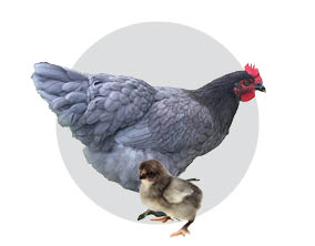 Sapphire Gem Chicks Sapphire Gem Chicks