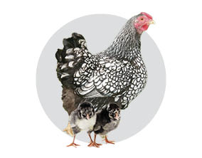 Silver Laced Wyandotte Chicks Silver Laced Wyandotte Chicks