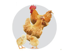 Buff Orphington Chicks Buff Orphington Chicks