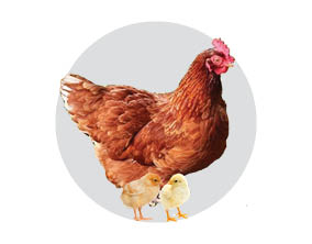 ISA Brown Chicks ISA Brown Chicks