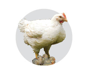 Cornish Cross Chicks Cornish Cross Chicks