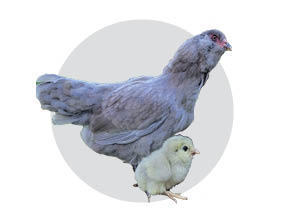 Americana Chickens Americana Chickens