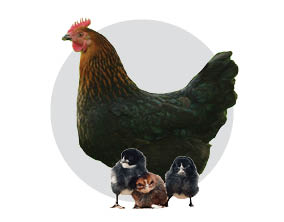 Black Sex Link Chicks Black Sex Link Chicks