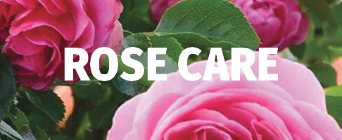 BioAdvance Rose Care BioAdvance Rose Care