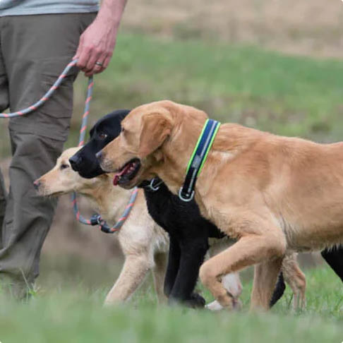 Dogs with Terrian Collar