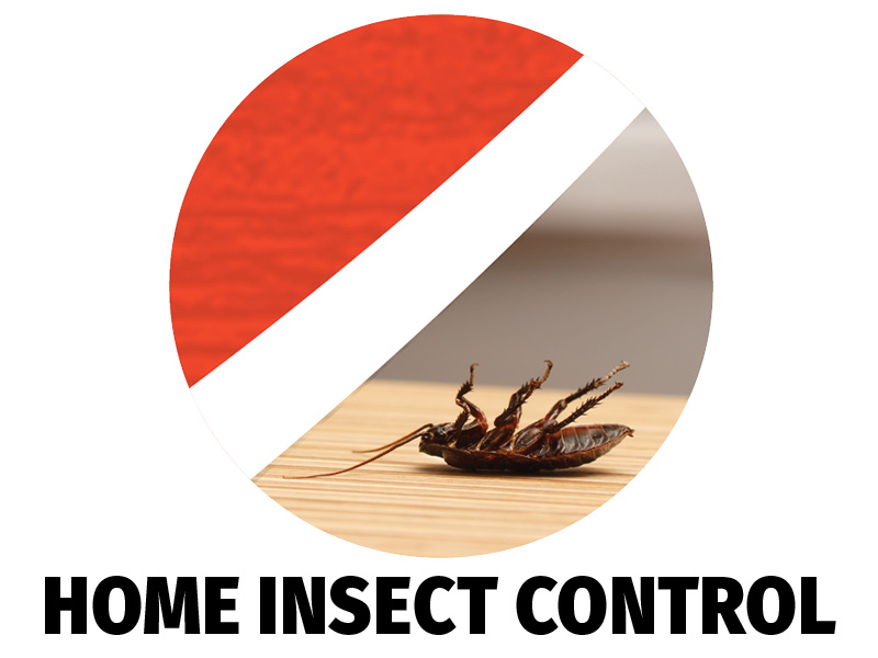 Household Insect Control