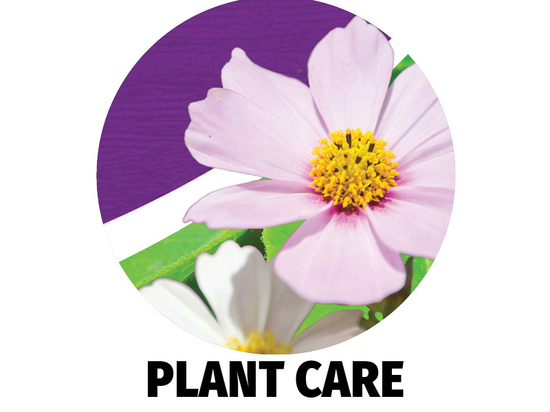 Plant Care
