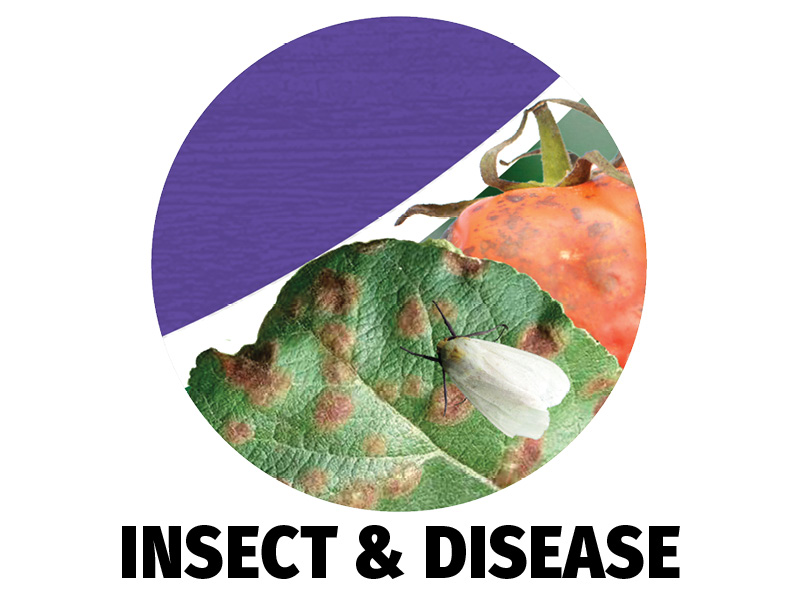 Insect & Disease Control