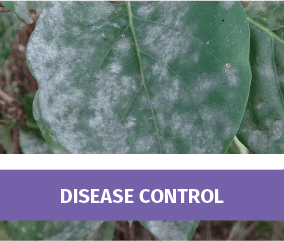 Disease Control