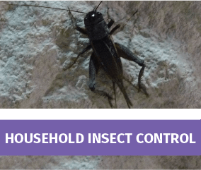 Household Insect Control