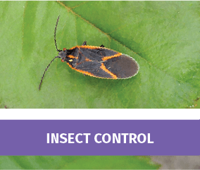 Insect Control