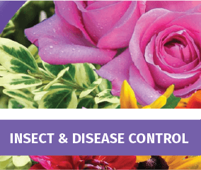Insect & Disease Control