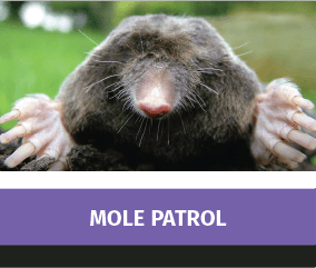 Mole Patrol