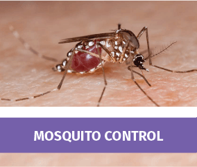 Mosquito Control