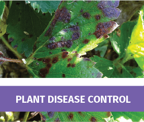 Plant Disease Control