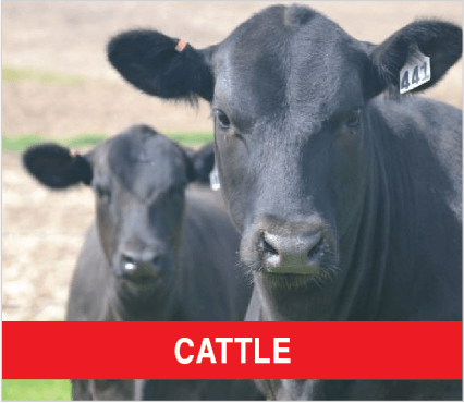 Purina Livestock CATTLE