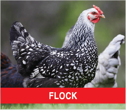 Purina Livestock FLOCK
