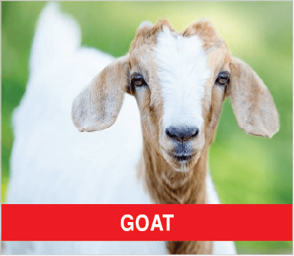 Purina Livestock GOAT