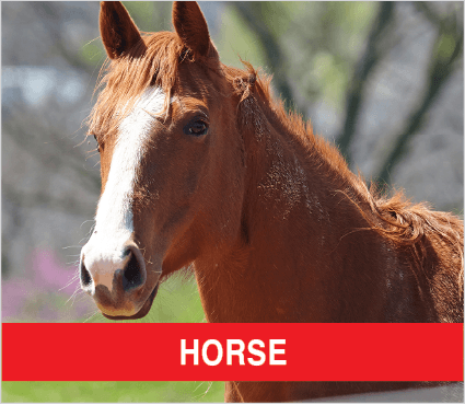Purina Livestock HORSE