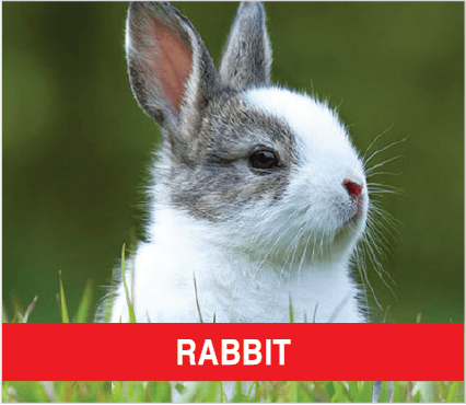 Purina Livestock Rabbit Purina Livestock Rabbit