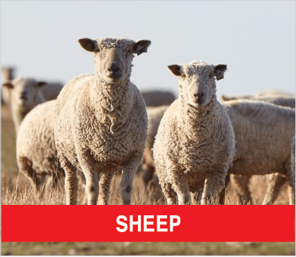 Purina Livestock SHEEP Purina Livestock SHEEP