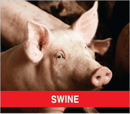 Purina livestock SWINE Purina Livestock SWINE